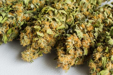 top-rated cannabis flowers in Brampton