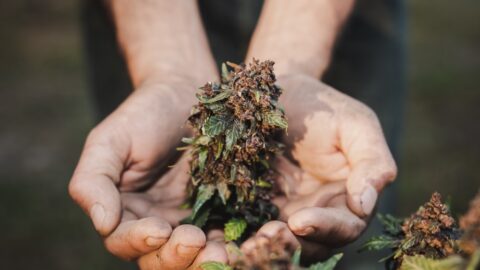 Weed Strains for Pain