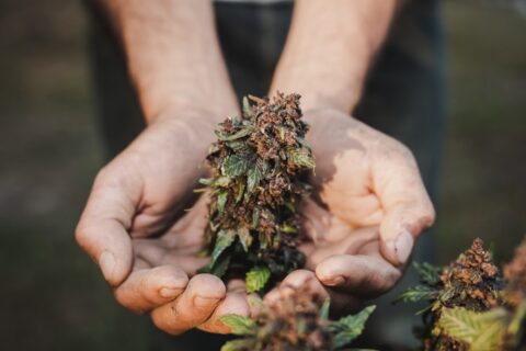 Weed Strains for Pain