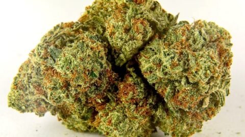Best indica strains