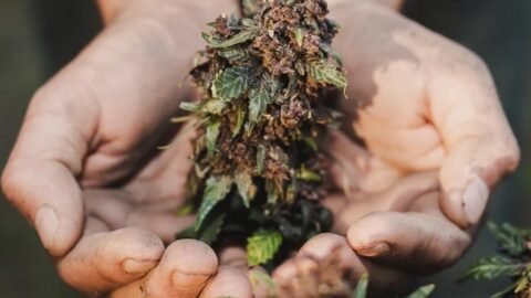 Best weed strains for pain