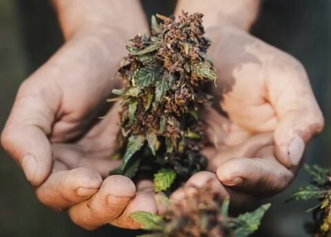 Best weed strains for pain