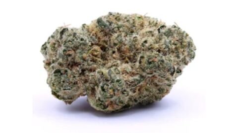 Sativa weed delivery Scarborough