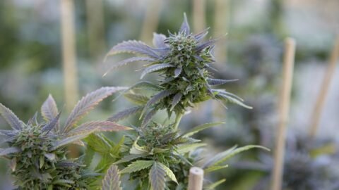 Dispensary Oshawa