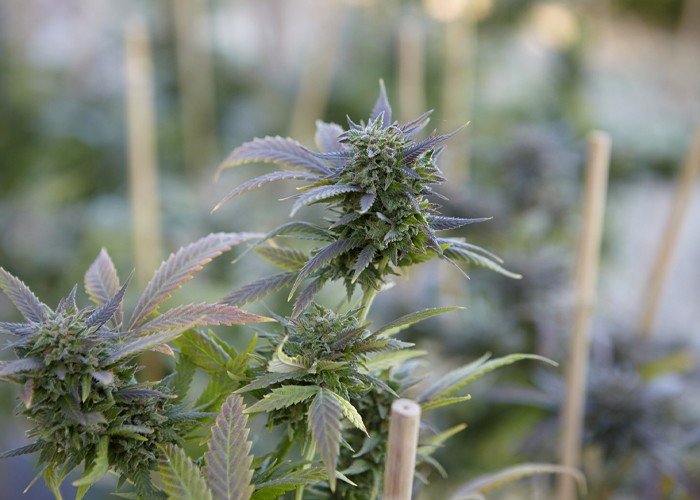 Dispensary Oshawa