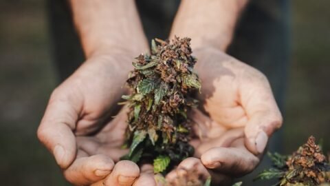 Cannabis delivery Scarborough