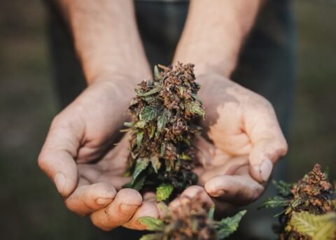 Cannabis delivery Scarborough