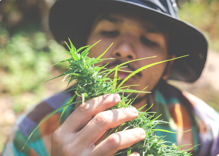 best weed strains in Scarborough