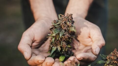 Cannabis delivery Oshawa