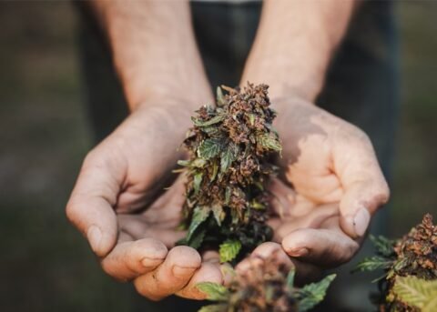 Cannabis delivery Oshawa