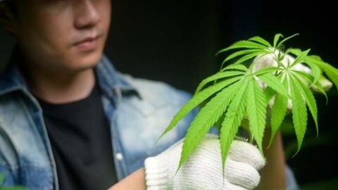 Buy Grabba in Oshawa