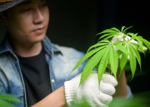 Buy Grabba in Oshawa