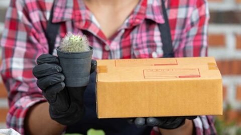 Cheap weed delivery in Scarborough