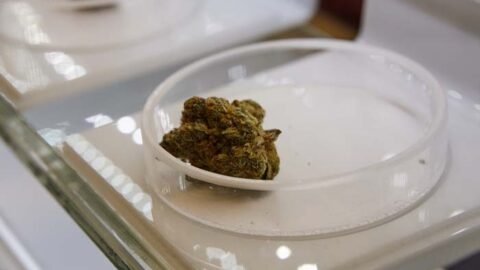 Cannabis dispensary North York