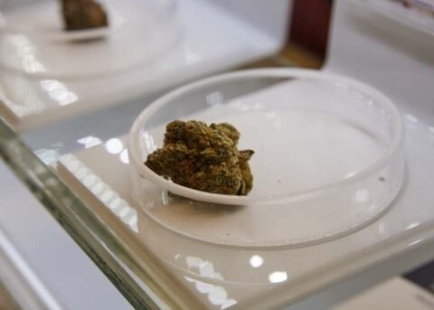 Cannabis dispensary North York