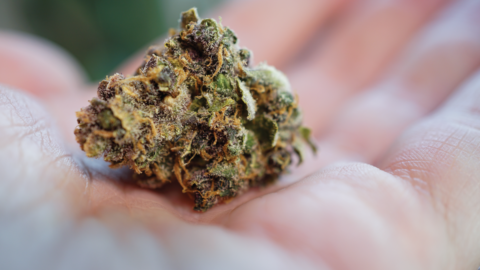 Cannabis bundle deals