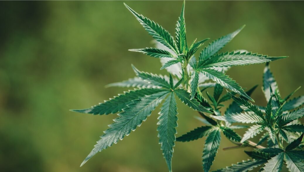 Cannabis Dispensary BC