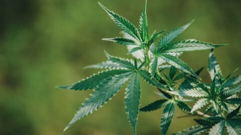 Cannabis Dispensary BC